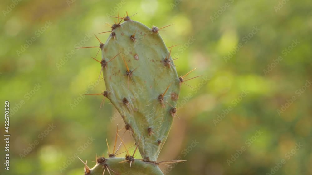 Close-up view of cactus spines, Cactus plant spines footage Close-up view of cactus spines, Cactus plant spines footage