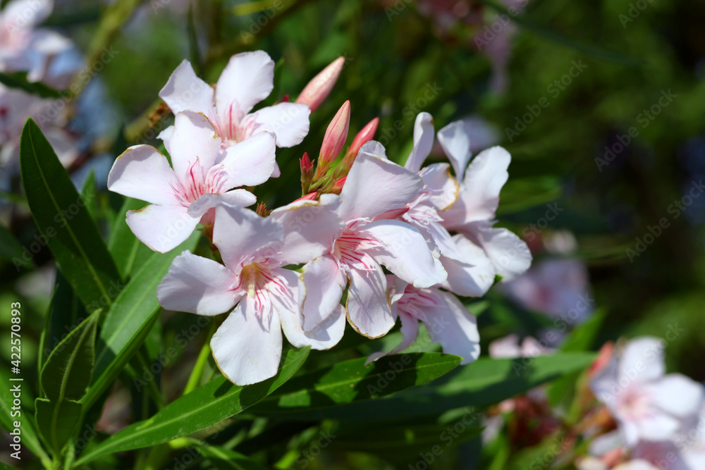 Oleander with white flowers in bloom, green leaves Oleander with white flowers in bloom, green leaves