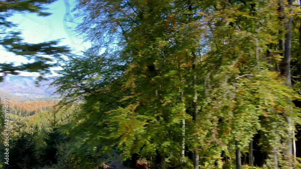 Aerial drone view of a beautiful forest pine trees on a sunny day Aerial drone view of a beautiful forest pine trees on a sunny day