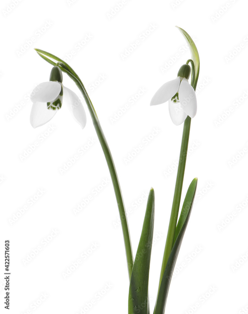 Beautiful snowdrops on white background. Spring flowers Beautiful snowdrops on white background. Spring flowers