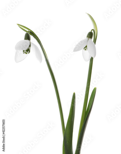 Beautiful snowdrops on white background. Spring flowers