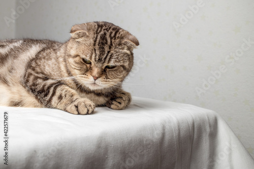 Sad pregnant Scottish Fold cat lies on the table and looks thoughtfully against the background of the wall. 