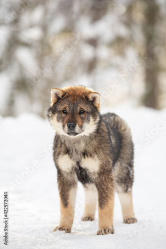 Profile Portrait of an Shikoku puppy standing in winter. Shikoku ken puppy. Kochi-ken dog © Anastasiia