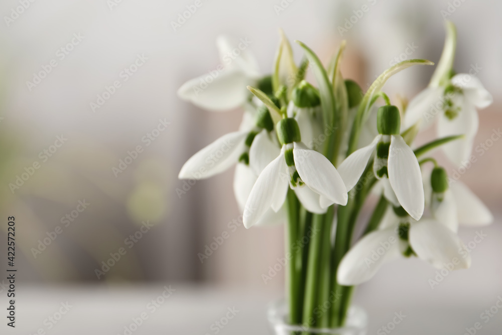 Beautiful snowdrop flowers on blurred background, closeup. Space for text Beautiful snowdrop flowers on blurred background, closeup. Space for text