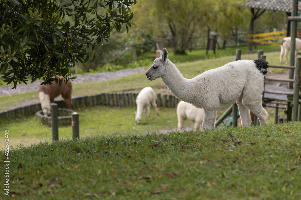Obraz premium several white llamas around a farm on a sunny day, rural life with nature