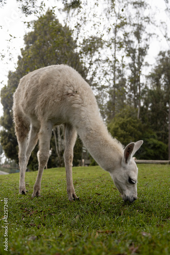 an adorable white llama eating grass, in the background are trees, farm on a sunny day with animals © Alejandro