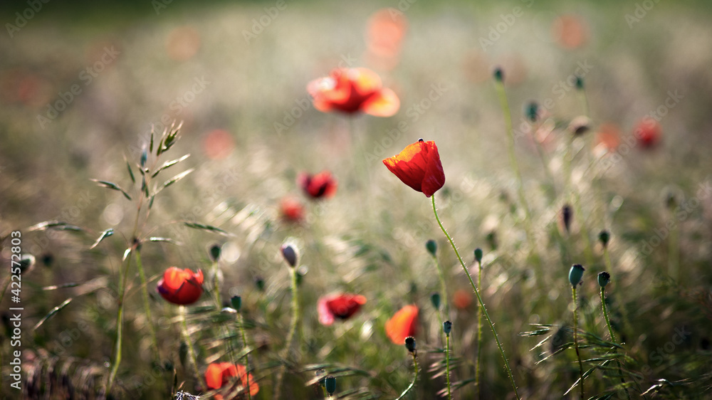 Fototapeta premium poppies in the field