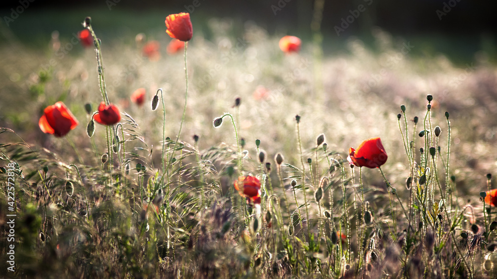 Fototapeta premium poppies in the field