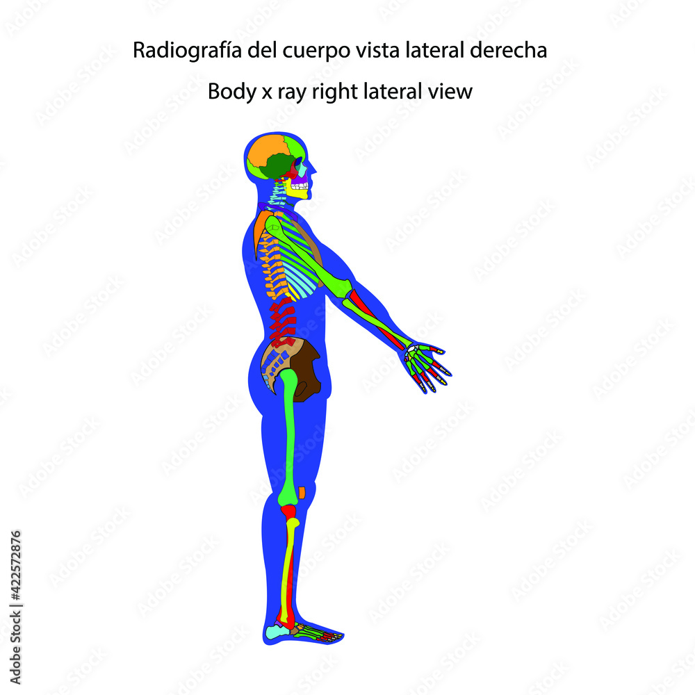 Esqueleto humano radiografía del cuerpo vista lateral derecha Stock