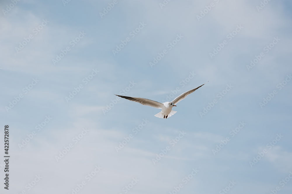 A beautiful white lone seagull flies against the blue sky, soaring above the clouds on a sunny day. Photo of a bird. A beautiful white lone seagull flies against the blue sky, soaring above the clouds on a sunny day. Photo of a bird.