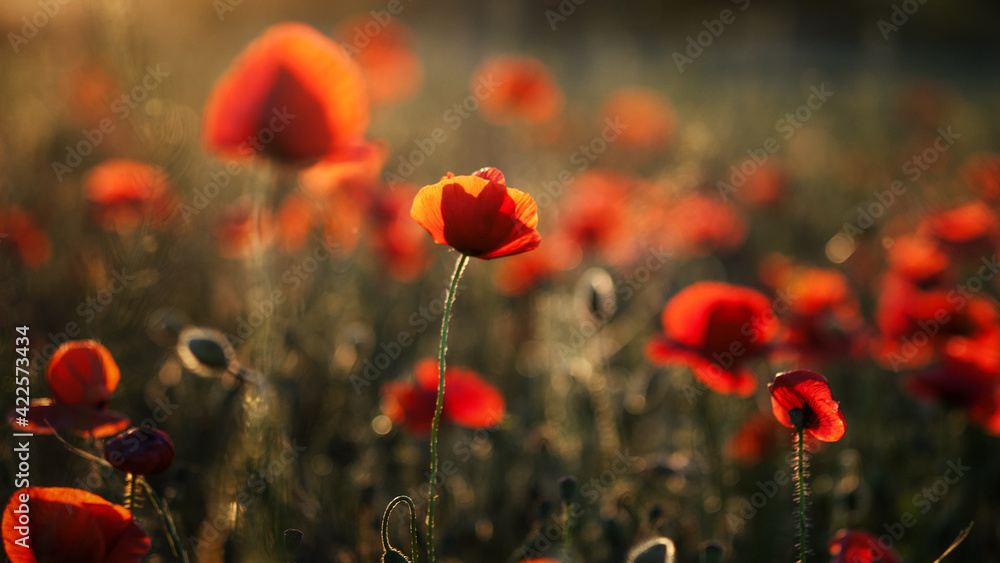 Obraz premium field of poppies