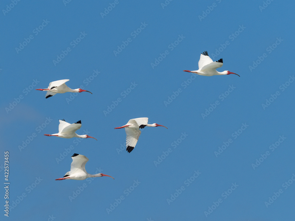 A flock of white Ibises flying in a blue sky