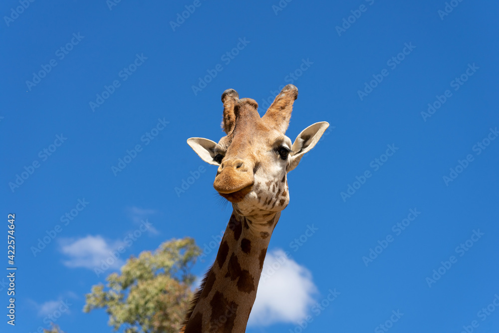 Naklejka premium A close up of a giraffe in front of some green trees and blue sky. With space for text.