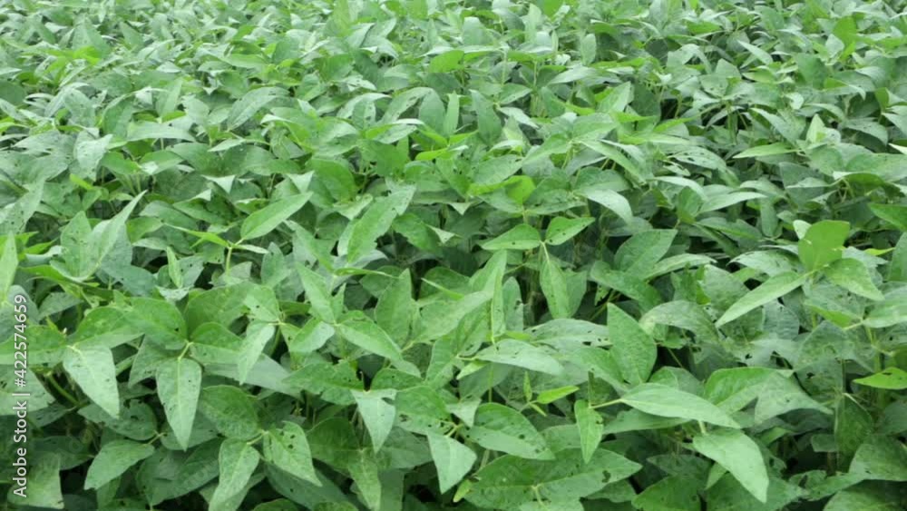 Close up of soy leaves and plants in a soybean farm plantation in the Amazon rainforest. Concept of ecology, monoculture, conservation, deforestation, agriculture, global warming and the environment. Close up of soy leaves and plants in a soybean farm plantation in the Amazon rainforest. Concept of ecology, monoculture, conservation, deforestation, agriculture, global warming and the environment.