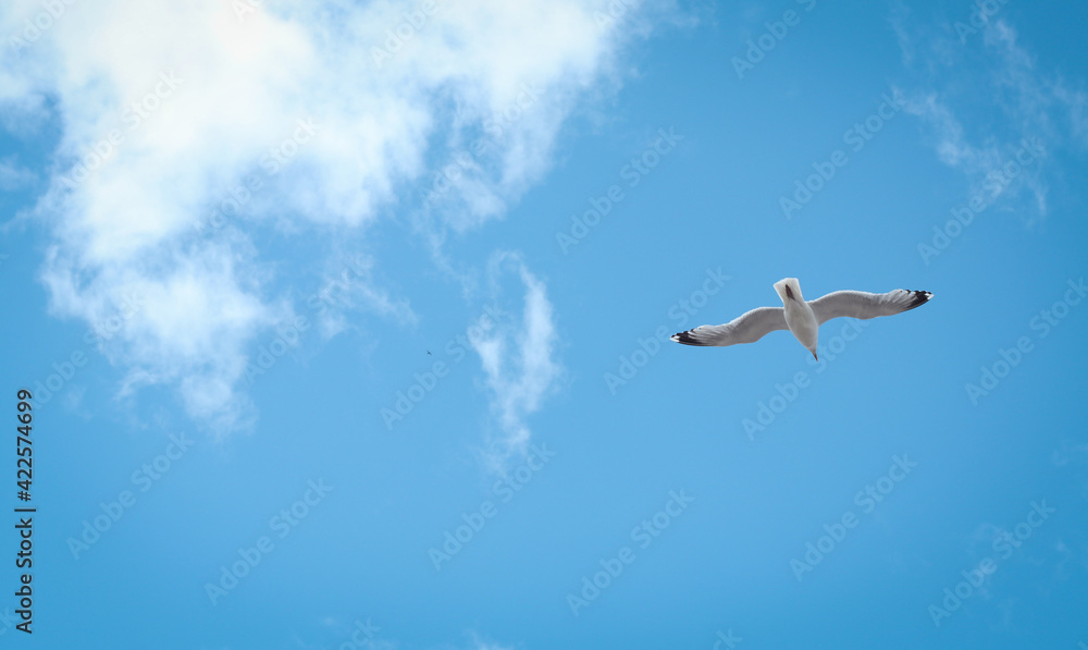 Seagull flying over sky