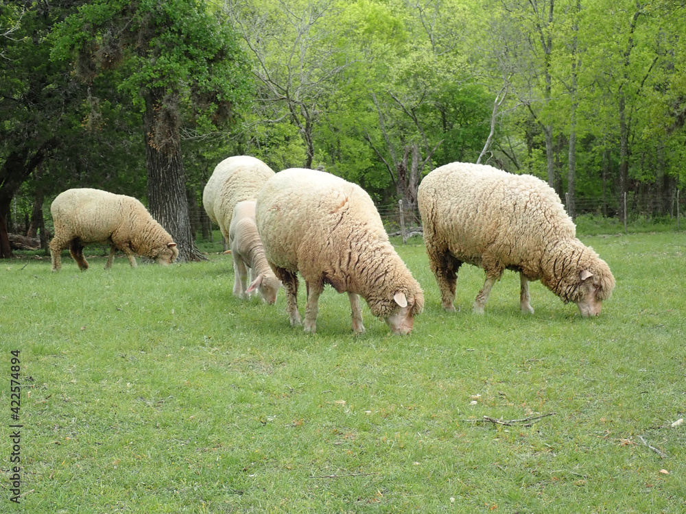 Sheep outdoors on a farm Sheep outdoors on a farm