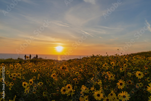 Wallpaper Mural field at sunset Torontodigital.ca