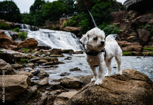 Wallpaper Mural dog on the beach Torontodigital.ca
