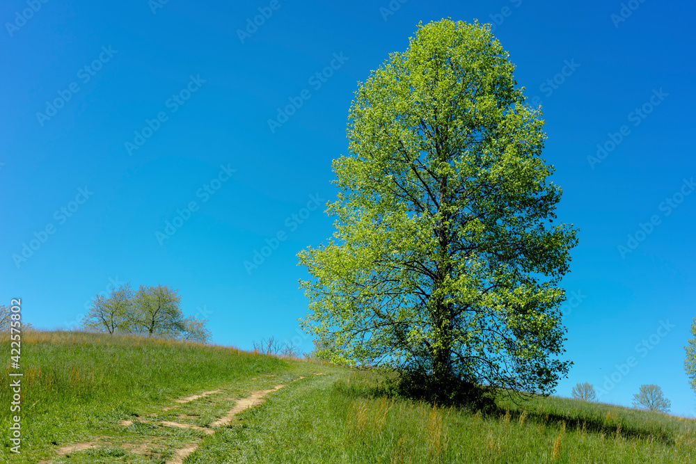 Obraz premium tree in the field