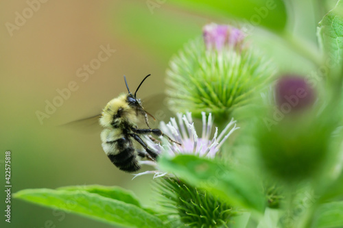 Bumblebee on Burdock Flowers in Summer