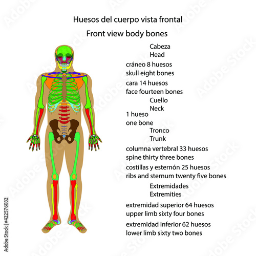 Esqueleto humano huesos del cuerpo vista frontal vector