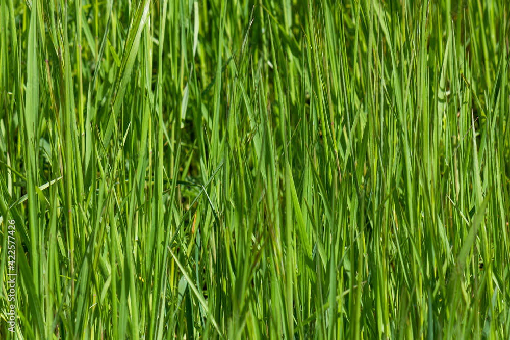 Fresh green blades of grass during springtime Fresh green blades of grass during springtime
