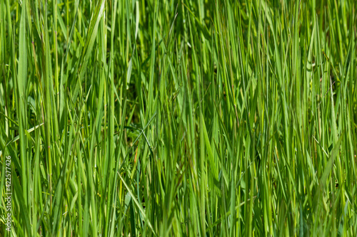 Fresh green blades of grass during springtime