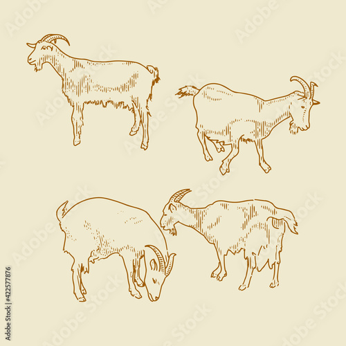 goats vector set