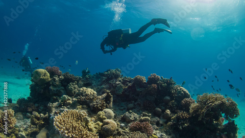 Wallpaper Mural Diving in Red Sea Torontodigital.ca