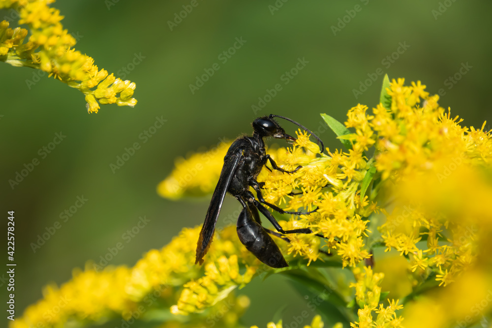 Great Black Digger Wasp on Goldenrod Flowers Great Black Digger Wasp on Goldenrod Flowers