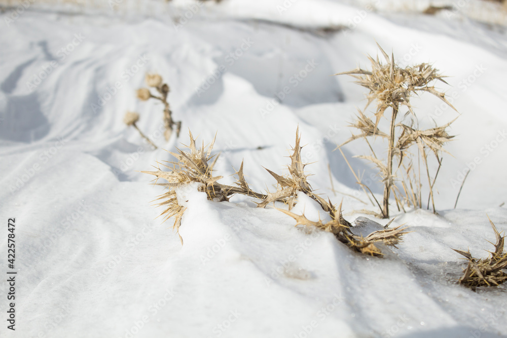 thorn in the snow