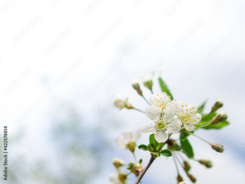 Blooming cherry. Spring flowering. Spring Festival Blooming cherry. Spring flowering. Spring Festival