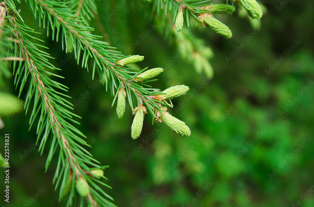 green fir branch with young overgrown branches green fir branch with young overgrown branches