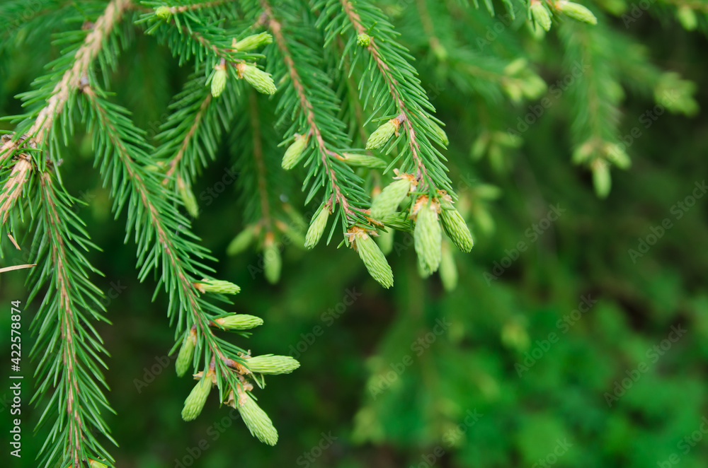 green fir branch with young overgrown branches green fir branch with young overgrown branches