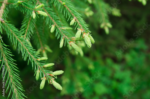 green fir branch with young overgrown branches