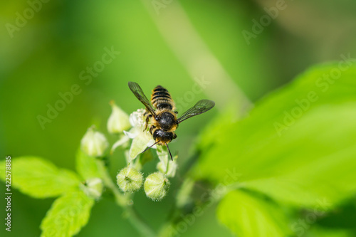 Leafcutter Bee on Black Raspberry Flowers © Erik