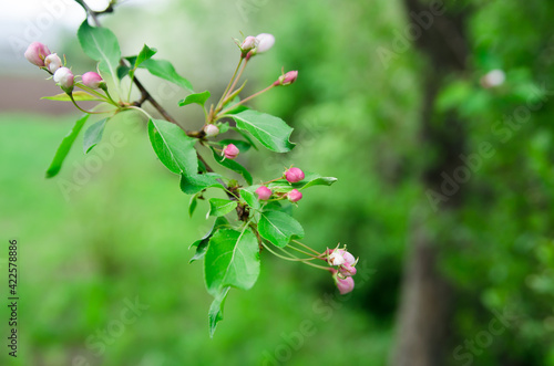 apple blossom buds on green background