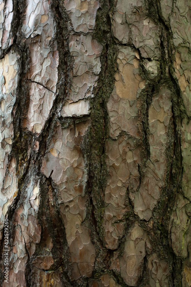 Old tree bark with a pattern. Plant background Old tree bark with a pattern. Plant background