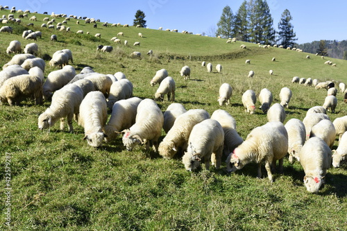 wypas owiec, Redyk, owce schodzą z hal w doliny, przejście owiec przez miasto, tradycja w Małopolsce, 