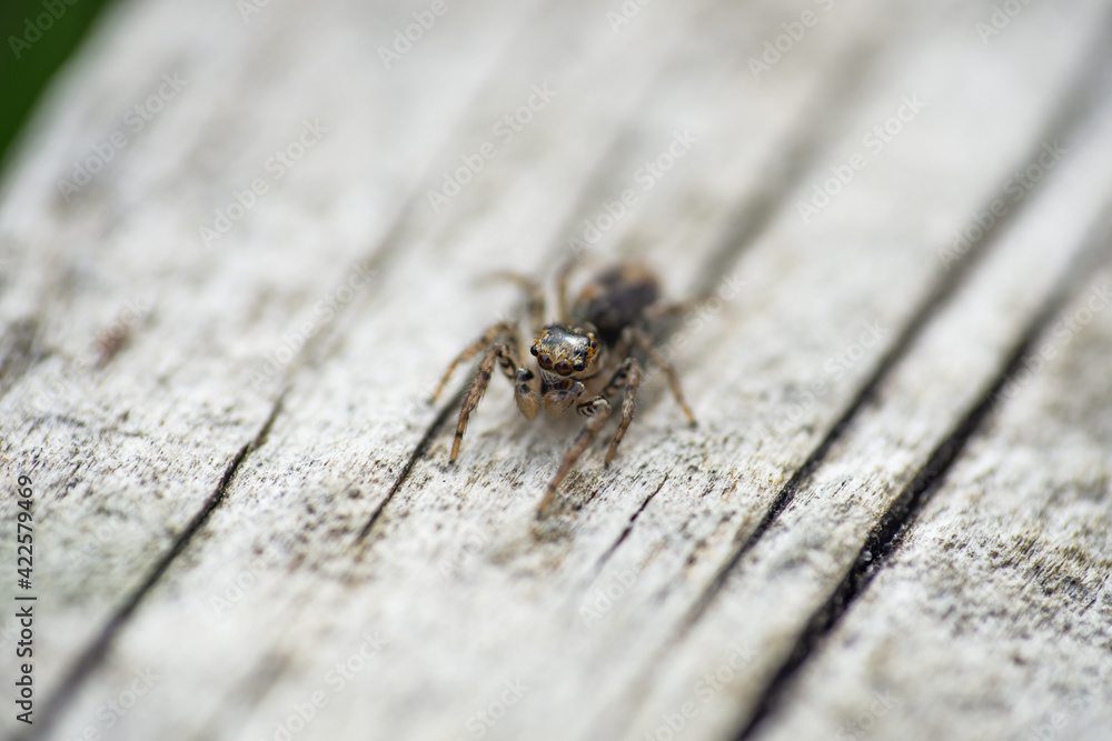 Obraz premium Dimorphic Jumping Spider in Springtime