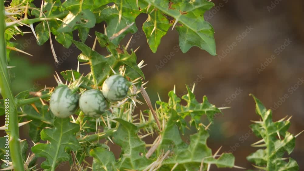 Vertical view of desert plant with spines and green fruits Vertical view of desert plant with spines and green fruits