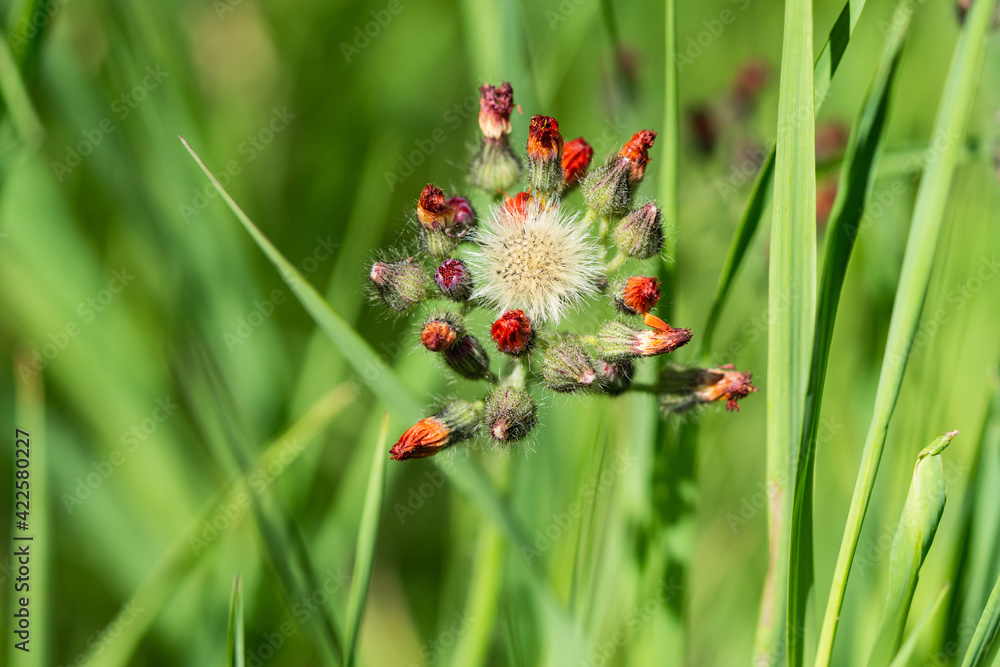 Orange Hawkweed Flowers in Springtime Orange Hawkweed Flowers in Springtime