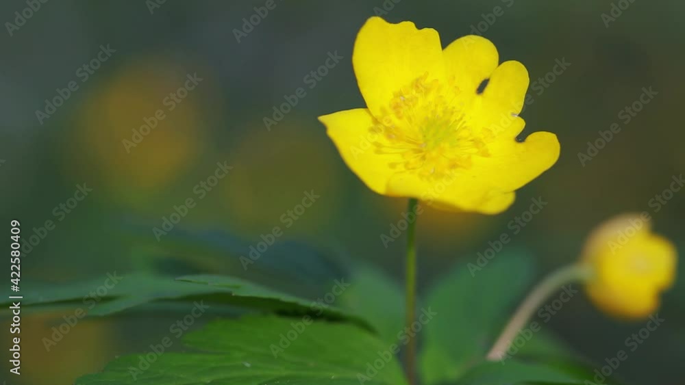 The yellow anemone in bloom on the forest floor The yellow anemone in bloom on the forest floor