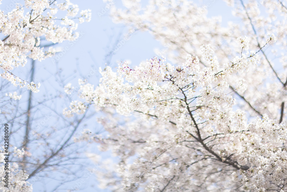 Beautiful floral spring abstract background of nature. Branches of blossoming cherry with selective focus. Banner For easter and spring greeting cards with copy space Beautiful floral spring abstract background of nature. Branches of blossoming cherry with selective focus. Banner For easter and spring greeting cards with copy space