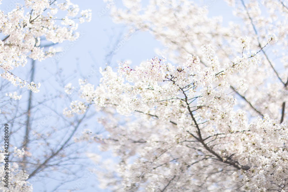 Beautiful floral spring abstract background of nature. Branches of blossoming cherry with selective focus. Banner For easter and spring greeting cards with copy space