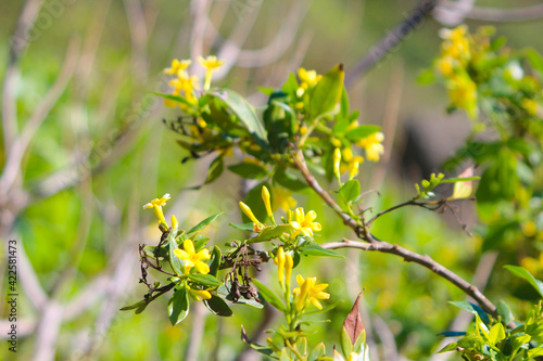 Yellow Jasmine (Jasminum odoratissimum) is native to the Canary Islands and Madeira (Tenerife, Spain)