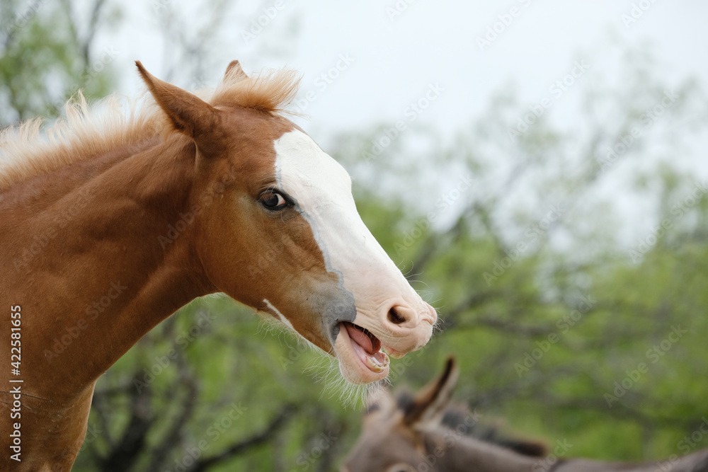 Funny young horse face smacking lips close up with summer field background on farm. Funny young horse face smacking lips close up with summer field background on farm.