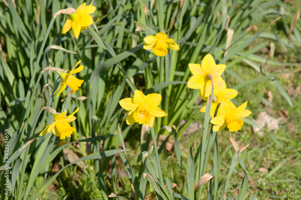 Blooming yellow crocuses in a strip in spring