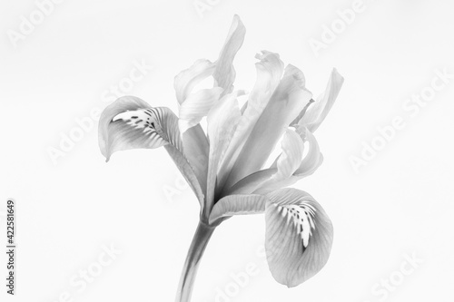 Black and white image of a Iris reticulata against a white background