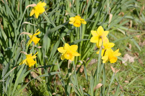 Fototapeta Naklejka Na Ścianę i Meble -  Blooming yellow crocuses in a strip in spring